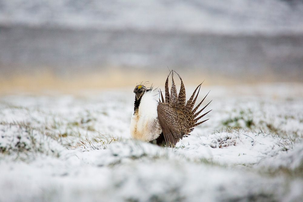 Sage-Grouse_ Snow_ET5A2142Sage-Grouse on the Curlew National Grassland. Caribou-Targhee National Forest. Credit: US Forest…