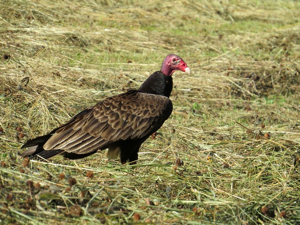 Turkey vulture, May 2015 Warren Bielenberg.