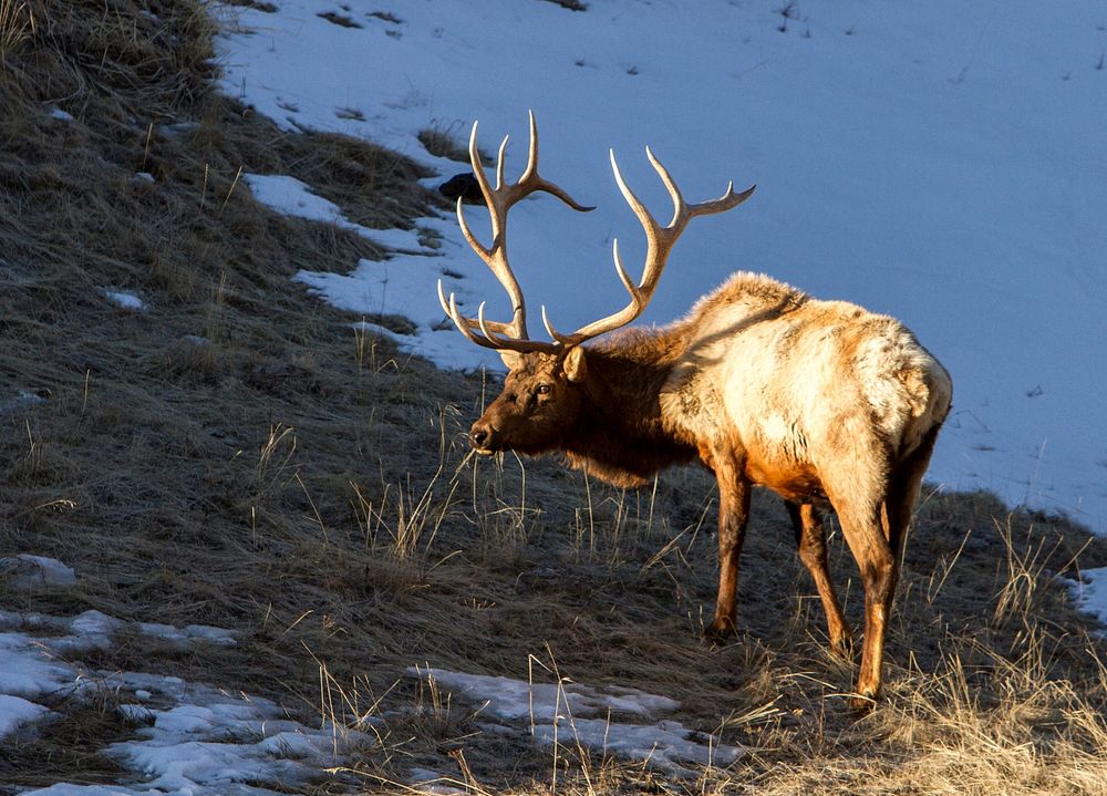 Bull elk on dried grass. Original public domain image from Flickr