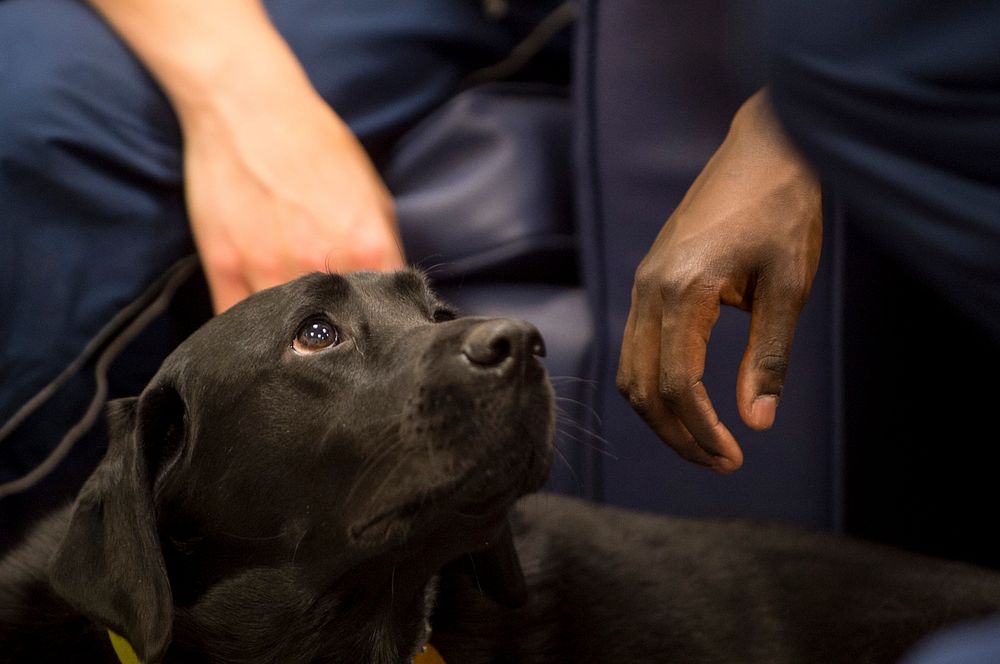 Puppy PaloozaNEW LONDON, Conn - Cadets at the U.S. Coast Guard Academy enjoy the company of dogs for an evening as part of…