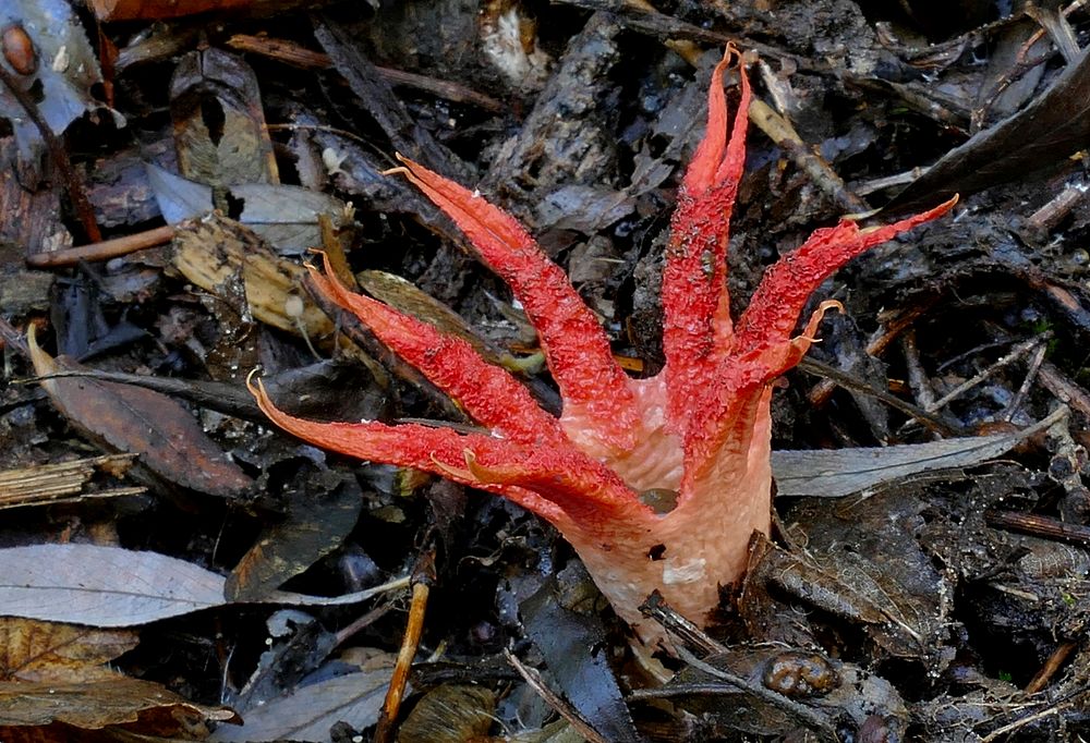 Stinkhorns: The Phallaceae and Clathraceae