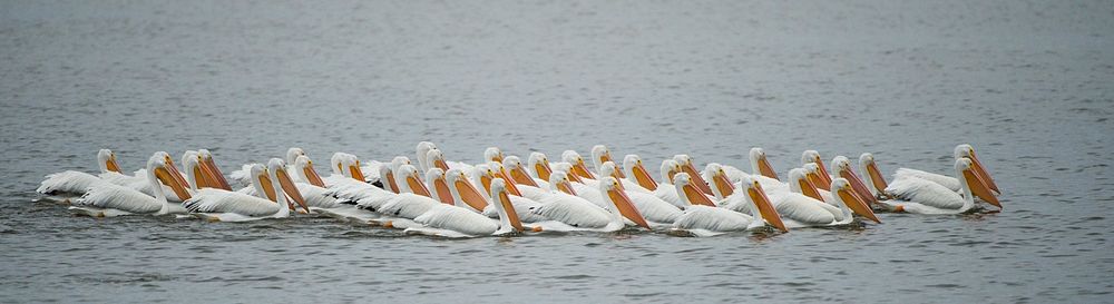 White Pelicans. Original public domain image from Flickr