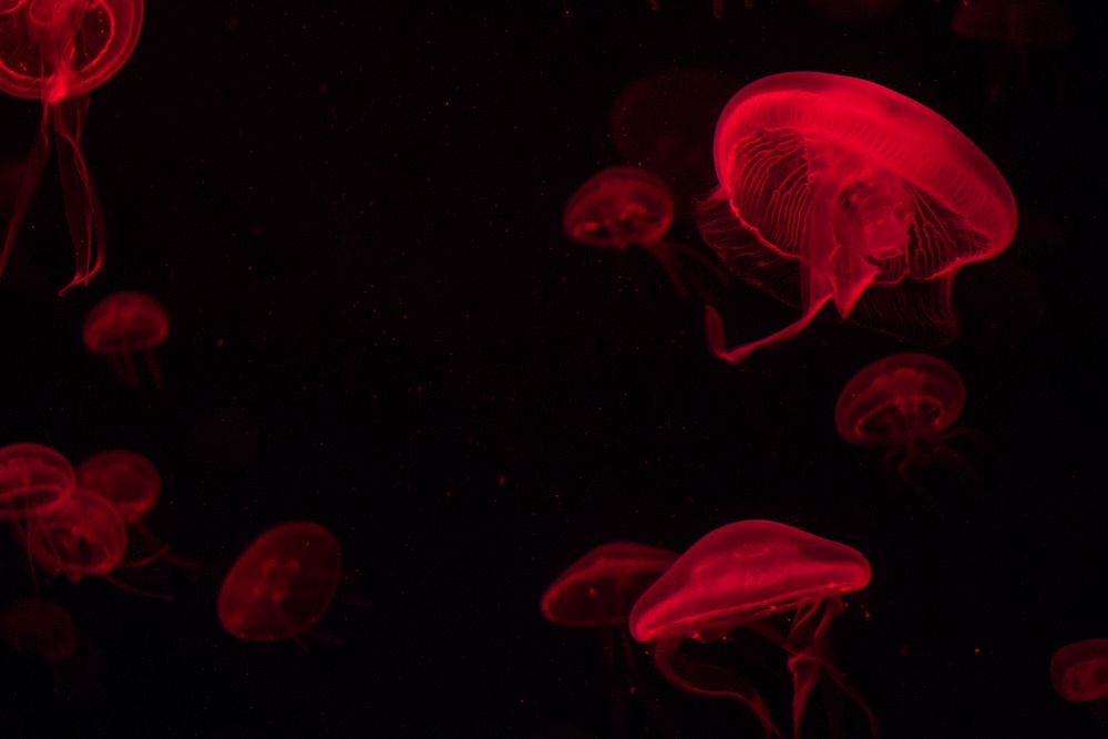 Jellyfish. S.E.A. Aquarium Singapore.