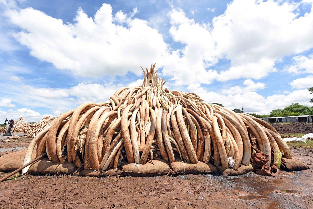 Pile of elephant ivory, ready to get burnt. Original public domain image from Flickr