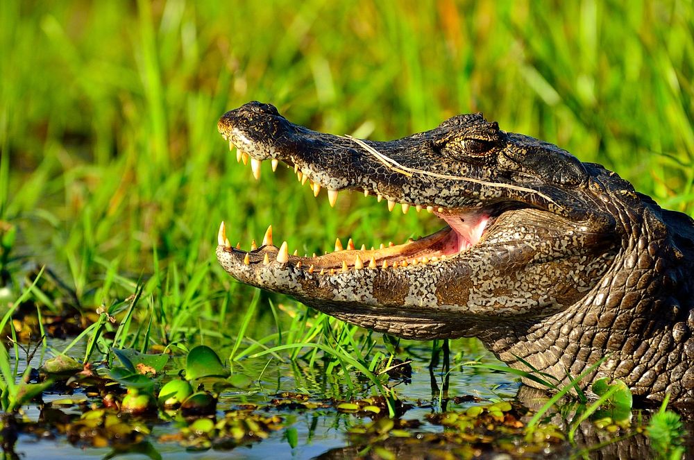 Reptile animal, crocodile, wildlife. Free public domain CC0 image