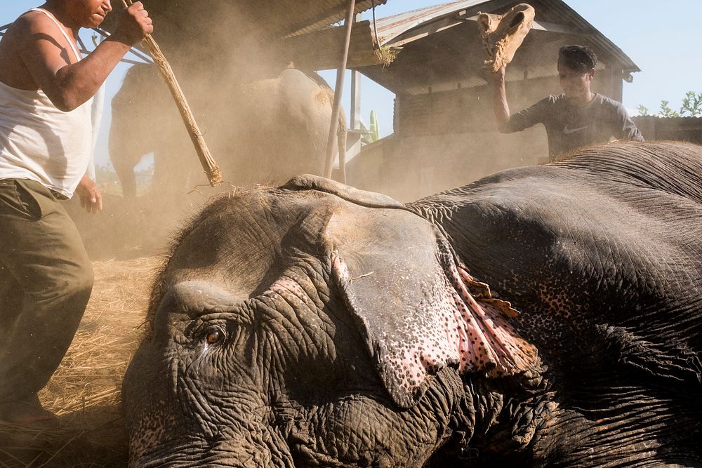 Injured and sick elephant, Sauraha, Chitwan District, Nepal, November 2017.