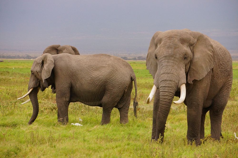 Elephants in Amboseli.