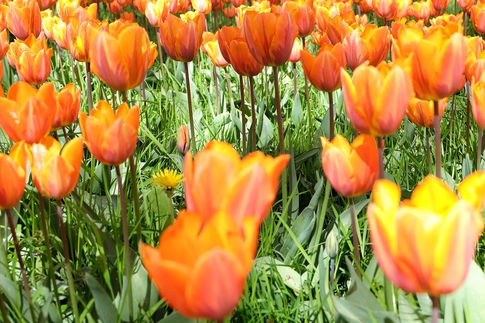 Orange tulips.