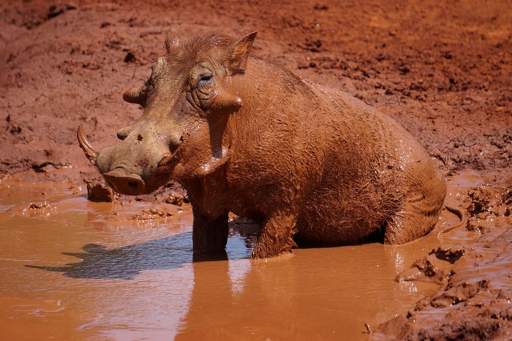 Boar in mud photo. Free public domain CC0 image.