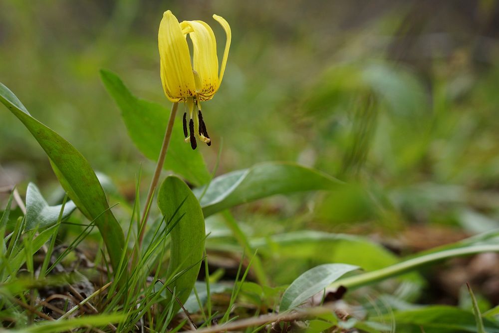 Trout lily. Original public domain image from Flickr
