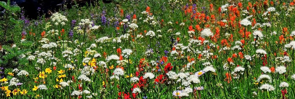 Oregon Sunshine, Cow Parsnip, Indian Paintbrush, Lupine and Purple Coneflower-Unknown. Original public domain image from…
