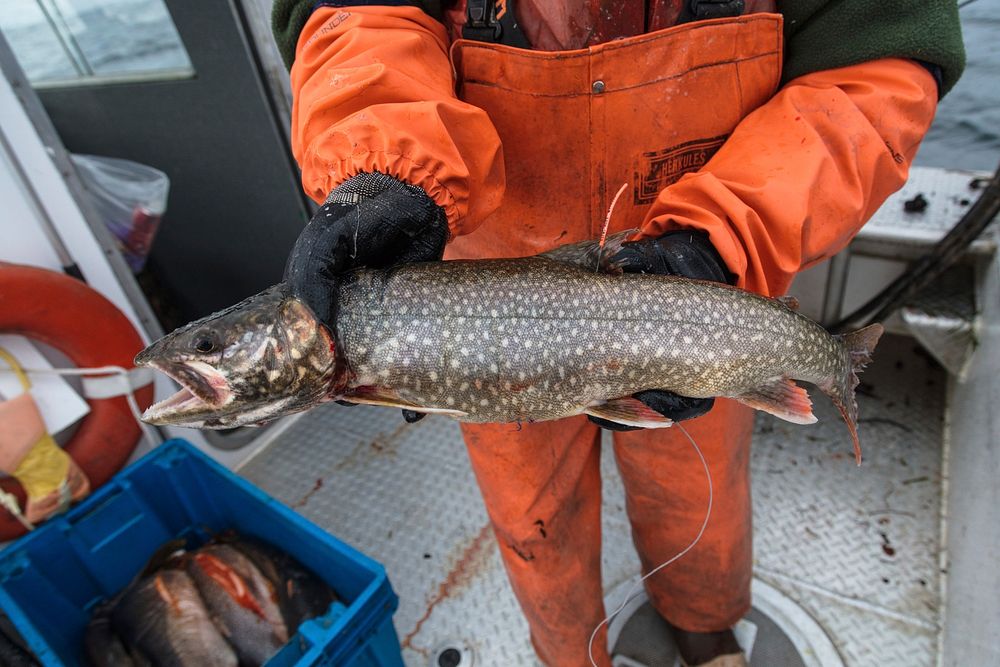 Radio tracked Lake Trout. Original public domain image from Flickr