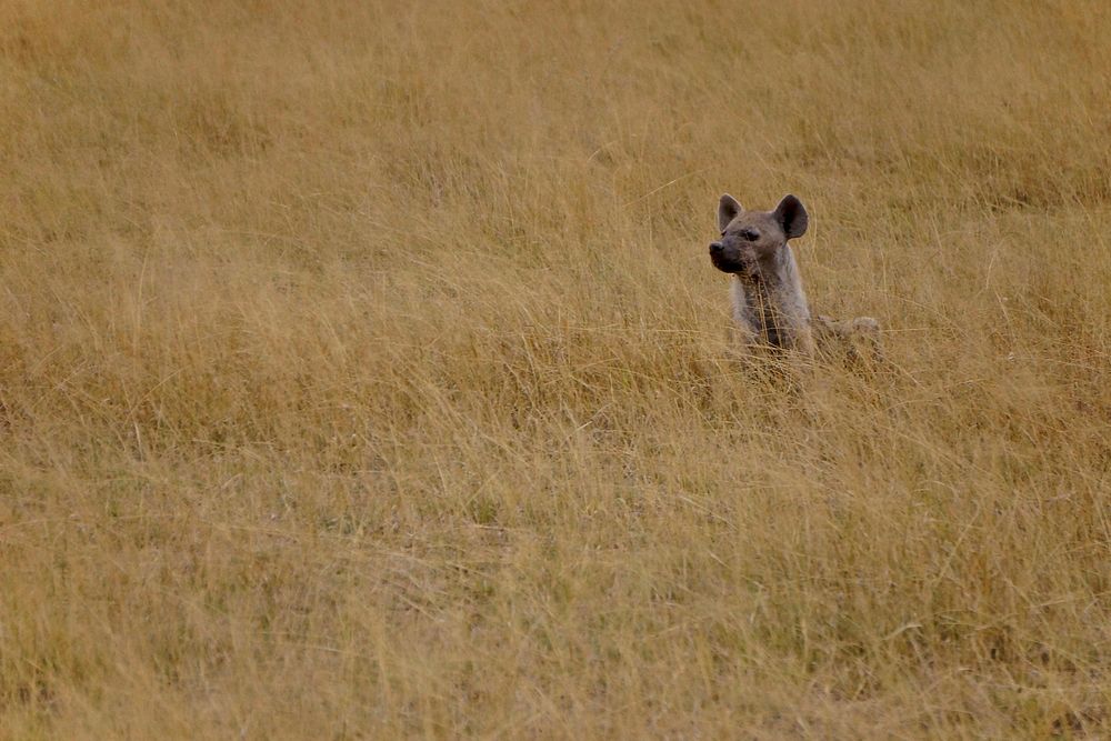 Hyena poking its head out of the grass.