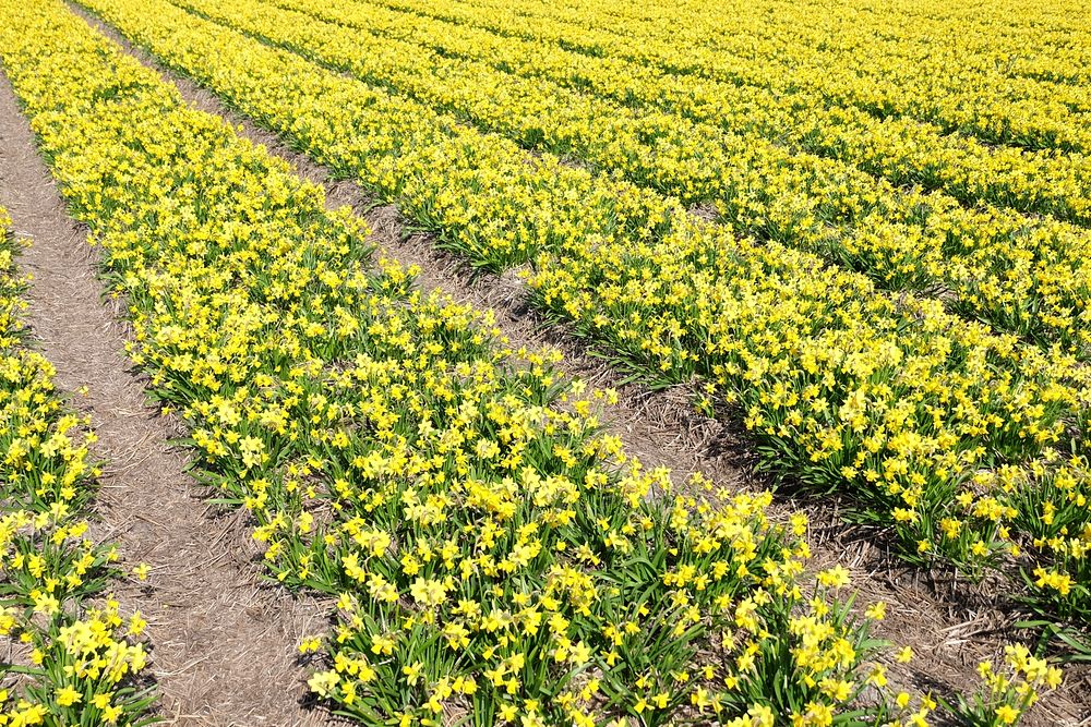 Field of daffodils.