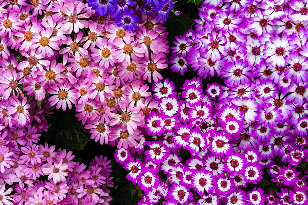 Flower background, pink and purple asters. Original public domain image from Flickr