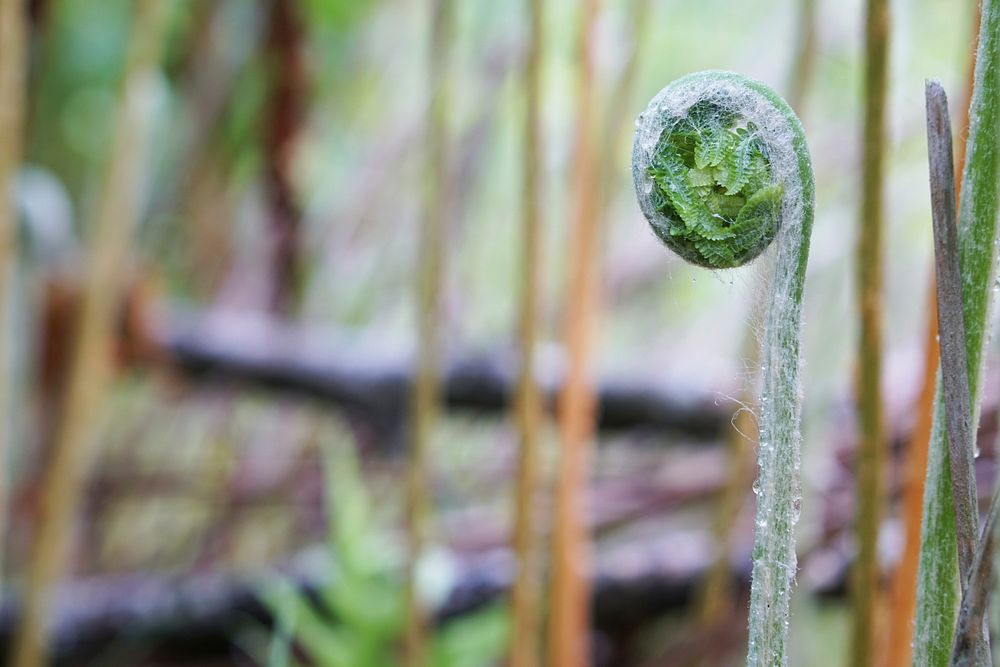 Cinnamon fern fiddlehead at Riverbend CPA. Original public domain image from Flickr