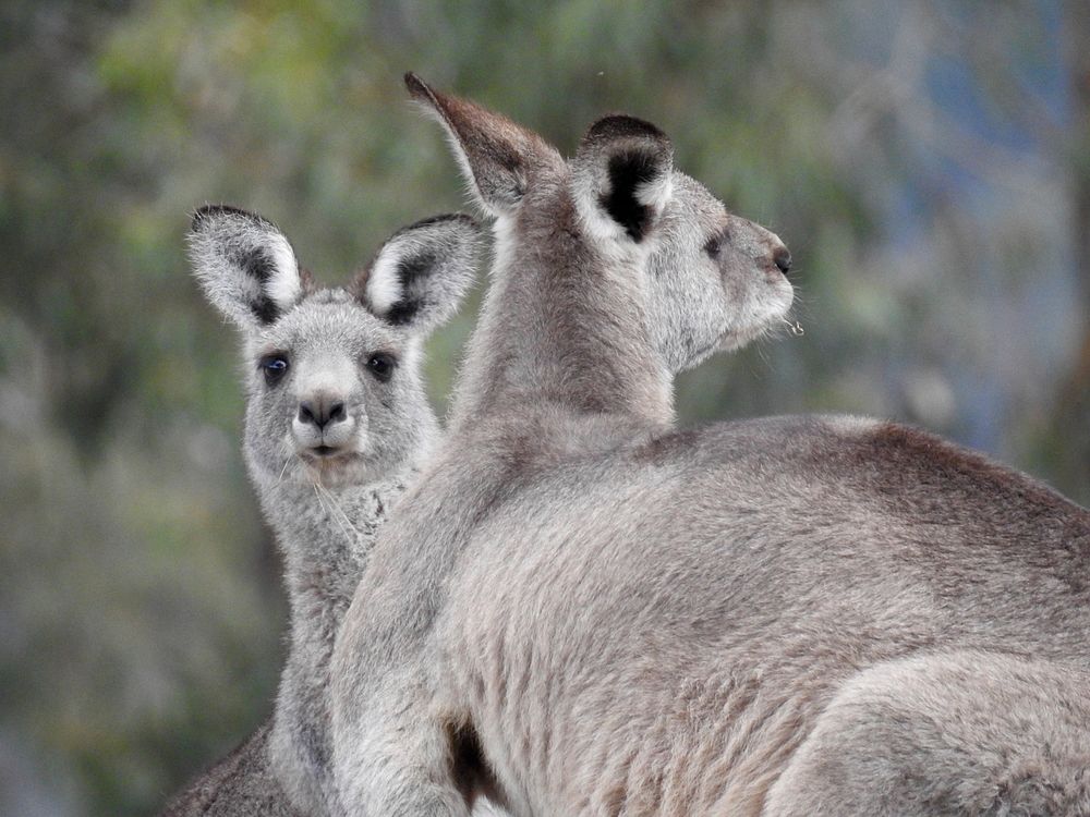 Eastern grey kangaroos.