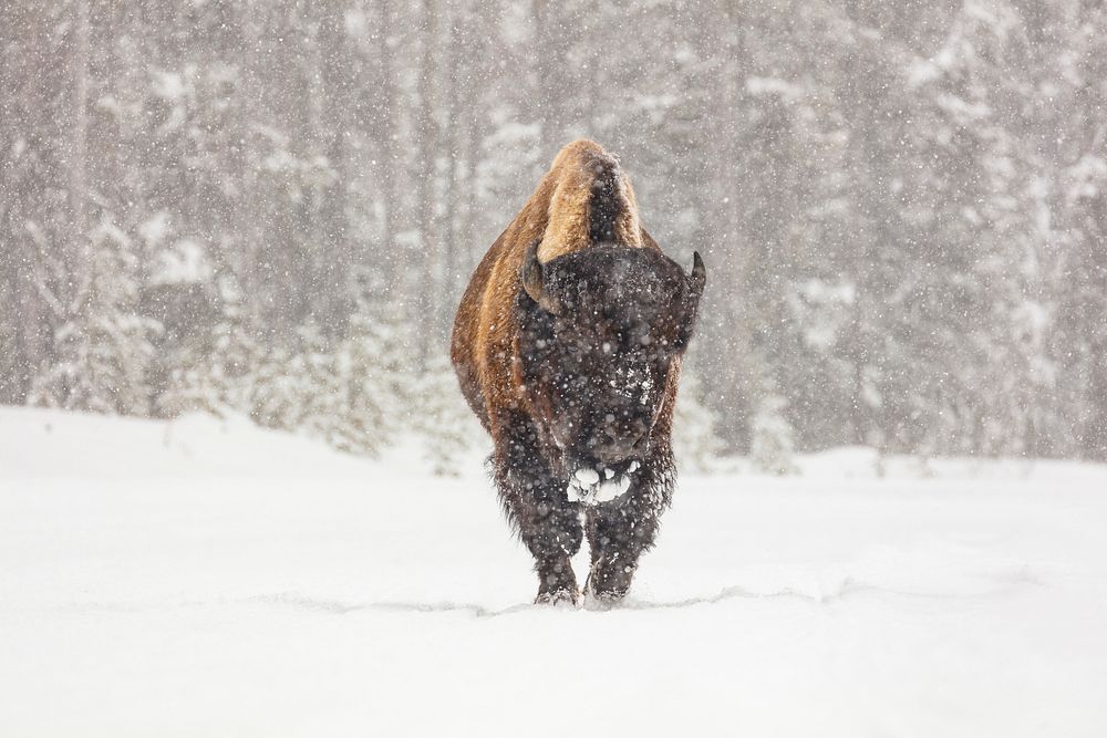 Lone bull bison in the road during a snow storm by Jacob W. Frank. Original public domain image from Flickr