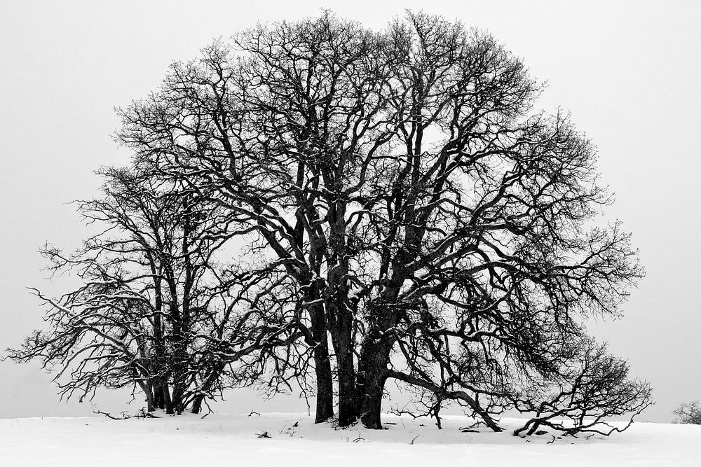A very big tree in winterland. Original public domain image from Flickr