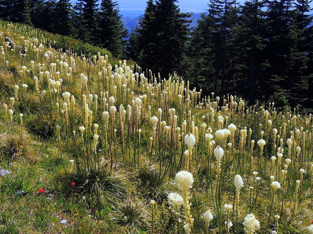 Field of Beargrass-Gifford Pinchot. Original public domain image from Flickr