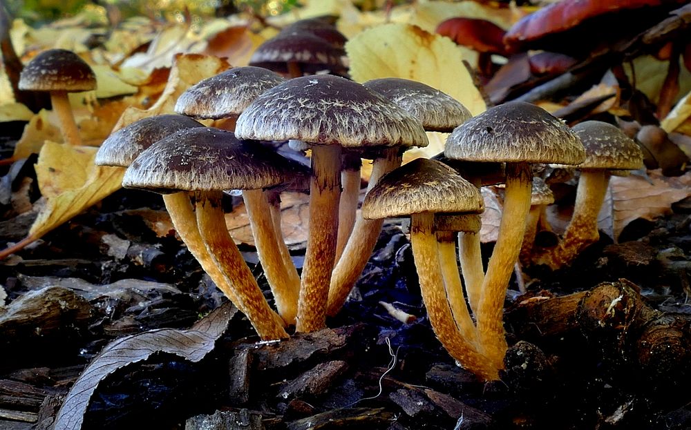 Hypholoma brunneum.Grows on wood in small clusters during autumn - winter. Original public domain image from Flickr