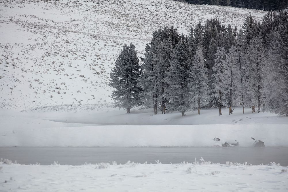 Frosty Trees in Hayden Valley. Original public domain image from Flickr