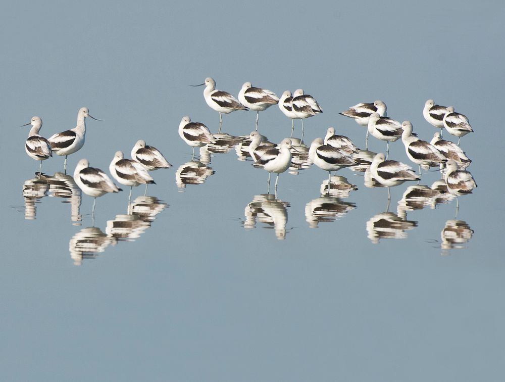 Avocets. Original public domain image from Flickr