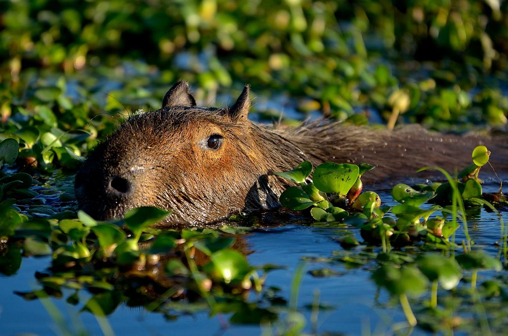 Capybara swimming in a lake. Free public domain CC0 photo.