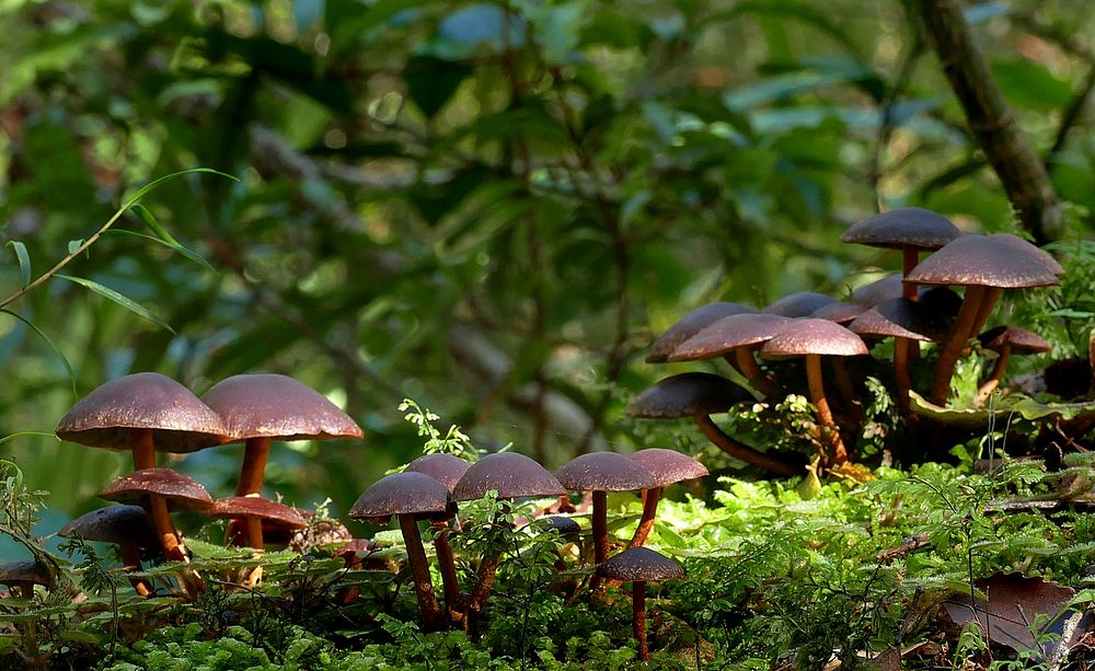 Mushrooms on wood in small clusters. Original public domain image from Flickr