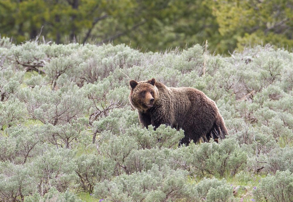 Grizzly sow by Jim Peaco. Original public domain image from Flickr