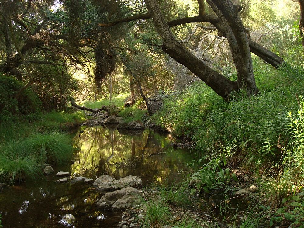 Trancas Creek. Take a break on the Backbone Trail in this lush setting. Original public domain image from Flickr