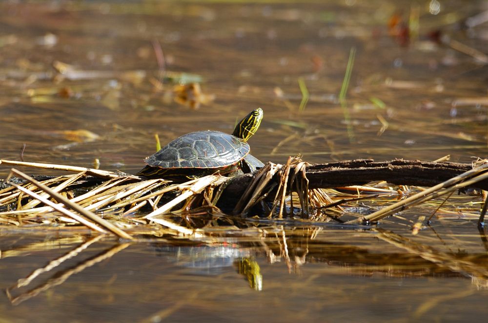 Western Painted Turtle SunningPhoto by Courtney Celley/USFWS. Original public domain image from Flickr