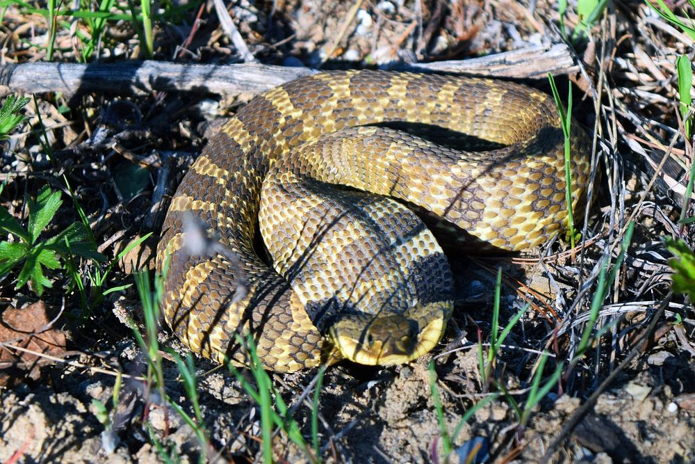 Nosing aroundNamed for their upturned snout, eastern hognose snakes use it to burrow after toads, a favorite food.Photo by…