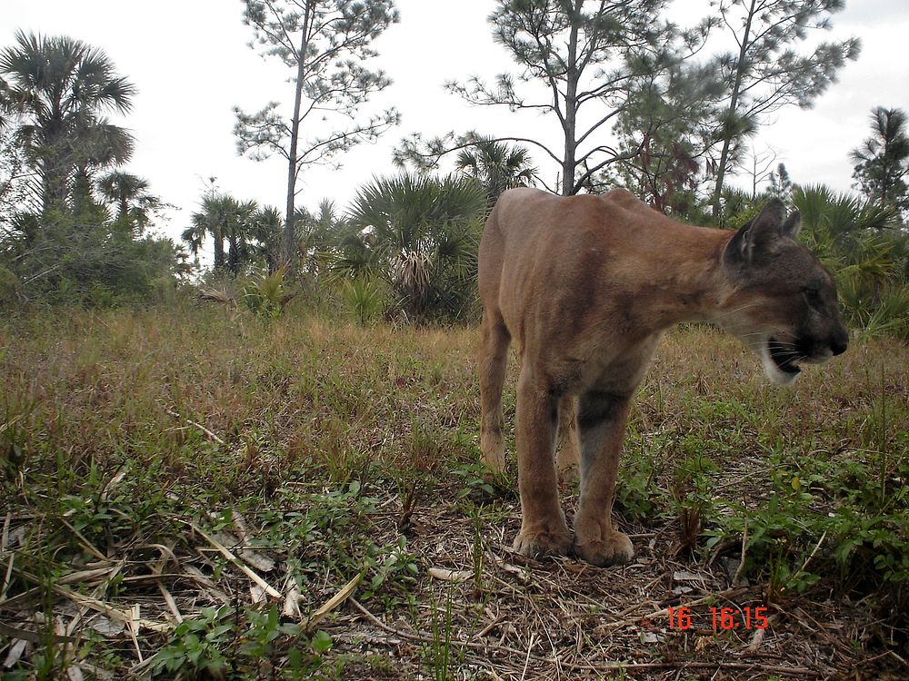 Adult Male Florida Panther in Picayune Strand State Forest. Original public domain image from Flickr