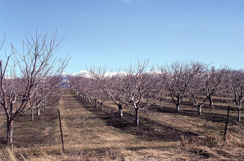 Cherry orchard near Polson, April 1991. Original public domain image from Flickr