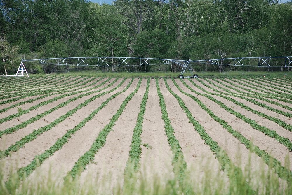 Potato crop near Bozeman, MT. July 2011. Original public domain image from Flickr