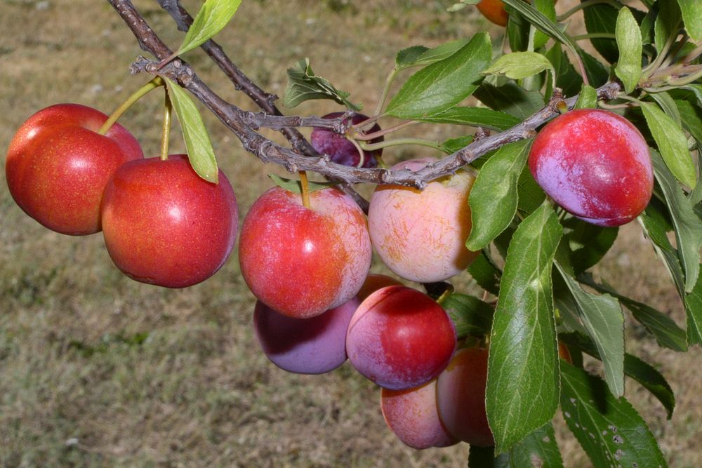 Plums growing in the Springhill area, North of Bozeman, Montana Sept, 2006. Original public domain image from Flickr