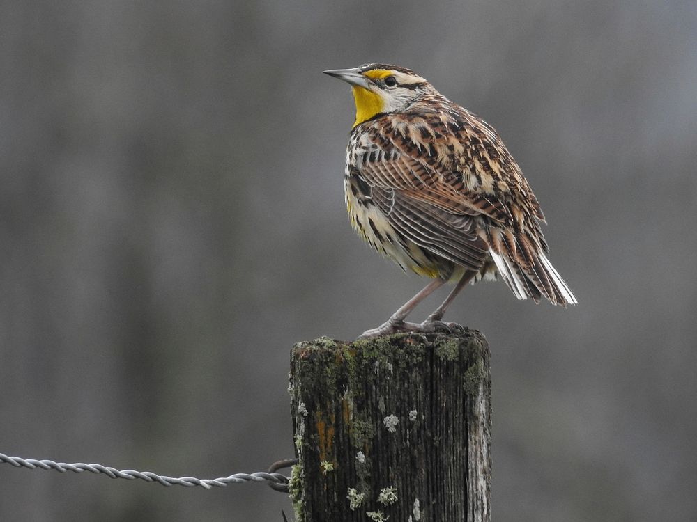 Eastern meadowlark bird background. Original public domain image from Flickr