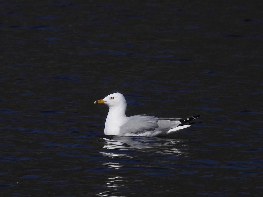 Ring-billed gull Warren Bielenberg, February 2018.