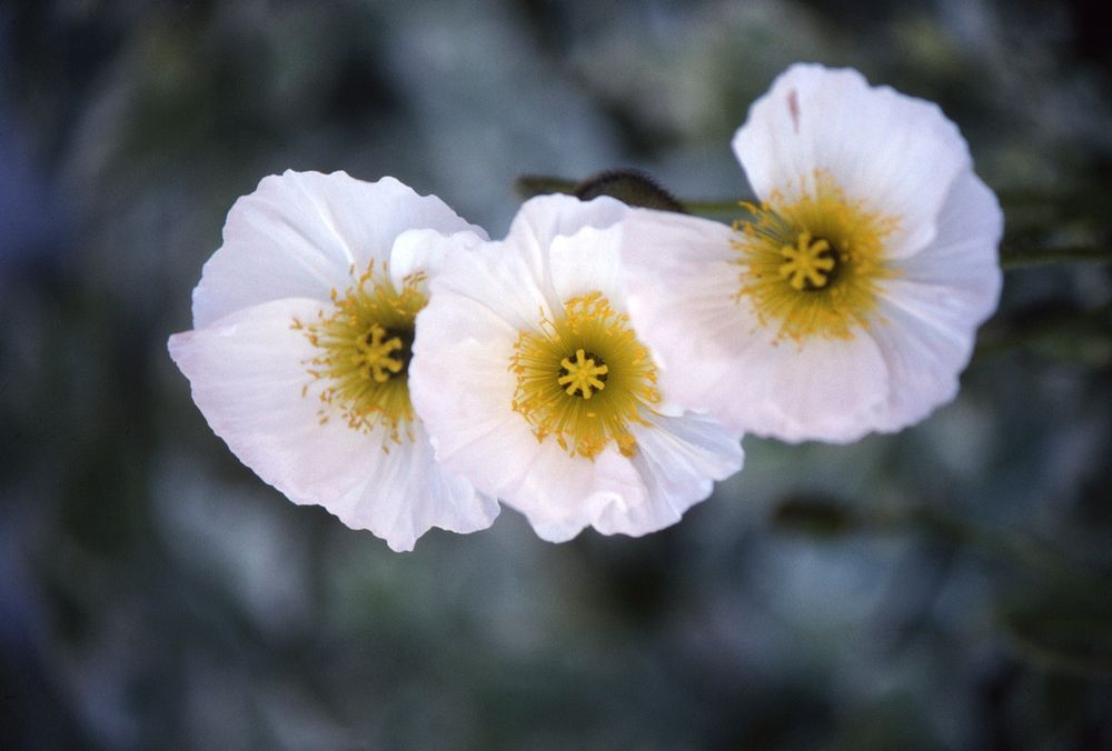 White poppy. Original public domain image from Flickr