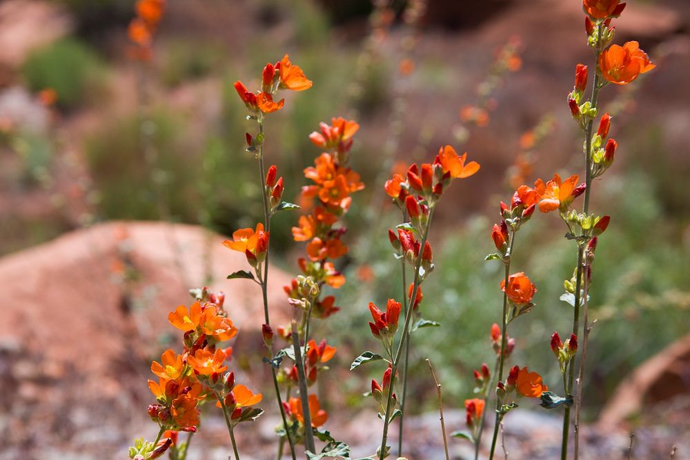 Spring Desert Wildflowers _ET5A3286_editedWildflowers on the Manti-La Sal National Forest. Photo taken by Charity Parks, US…