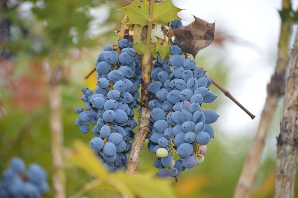 Closeup on red grape plant. Free public domain CC0 photo.