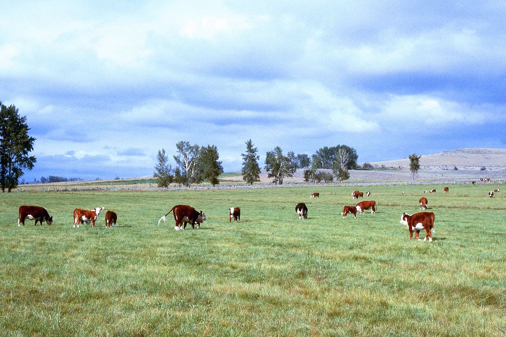 Cattle in pasture in Bitterroot, September 1978. Original public domain image from Flickr