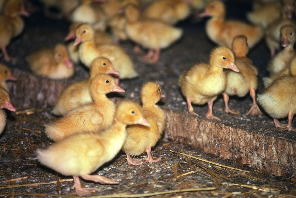 Ducklings, May 1991. Original public domain image from Flickr