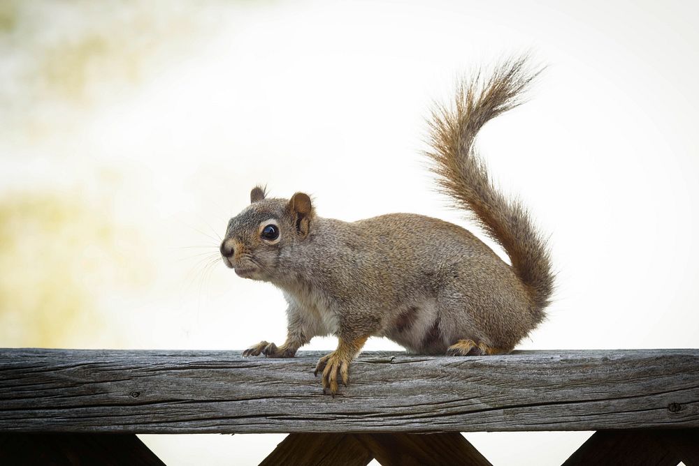 Squirrel on a cabin handrail.