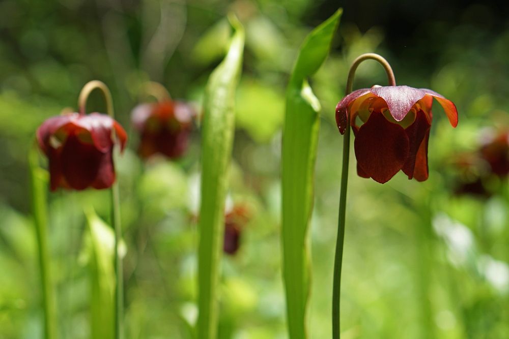 Mountain sweet pitcher plant flowers and pitchers at Butt CPA. Original public domain image from Flickr