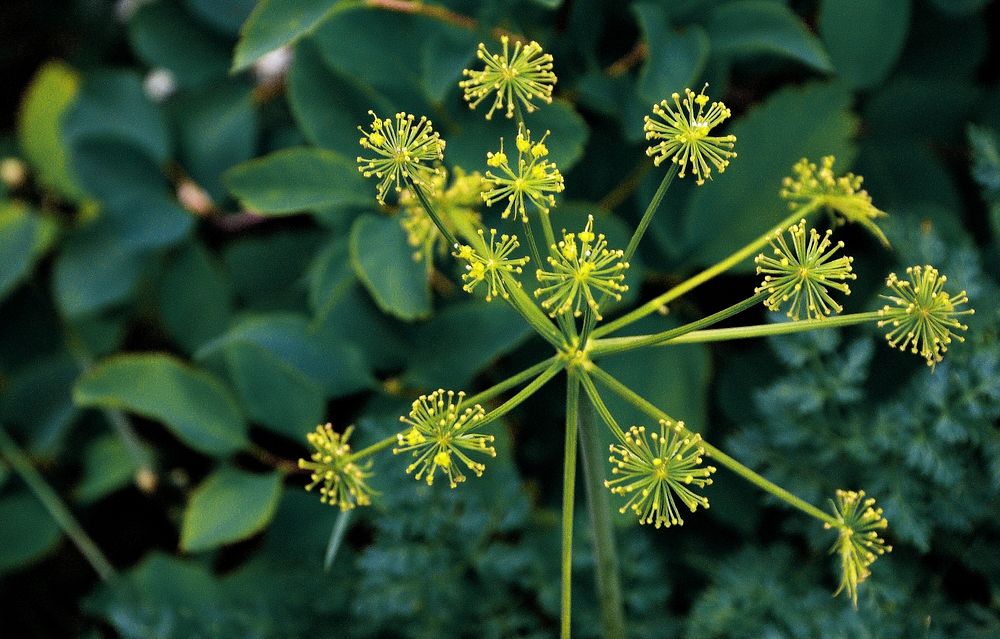 Wild National Forest PlantA yellow-green wild plant.Credit: US Forest Service. Original public domain image from Flickr
