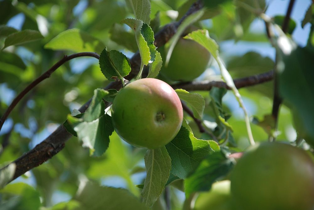 Apples in Flathead Valley, MT. Aug. 2009. Original public domain image from Flickr