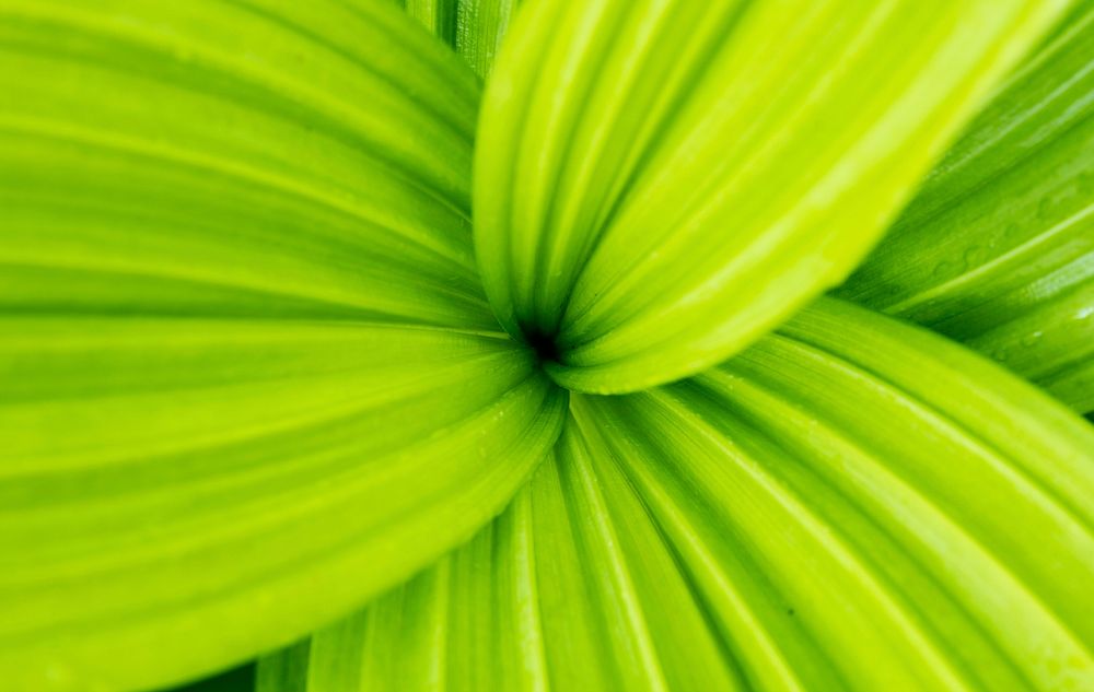 Green leaf pattern background. Free public domain CC0 photo.