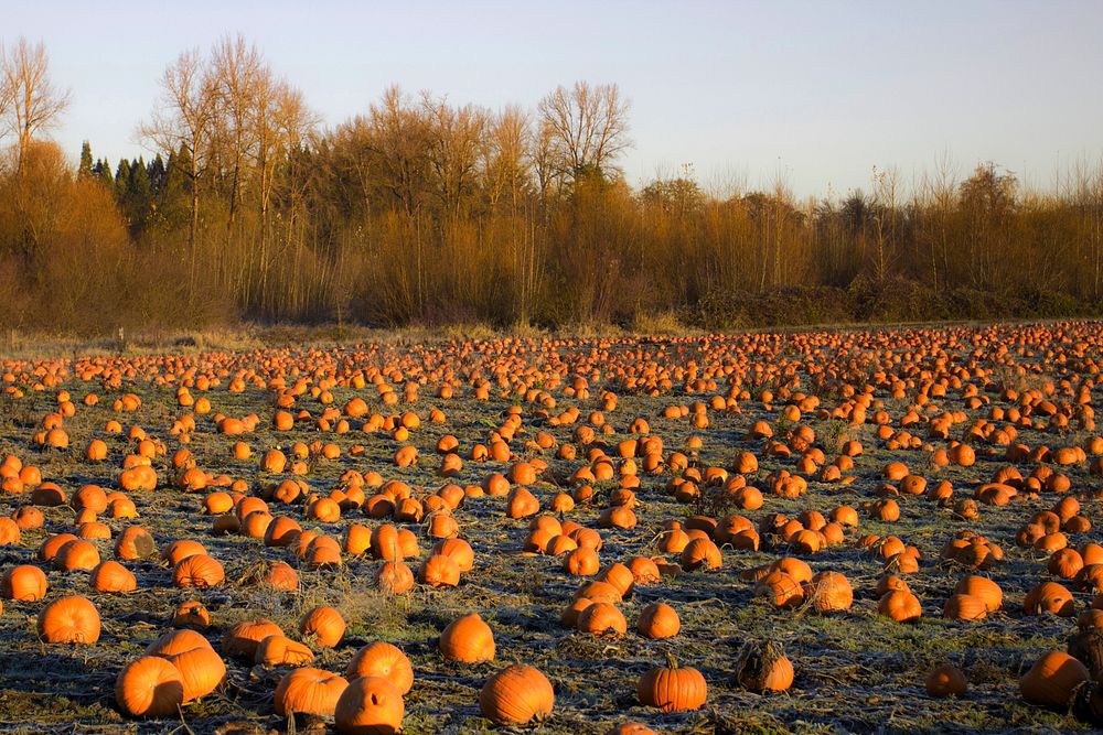 Winter field with pumpkins, Willamette Valley, Oregon.